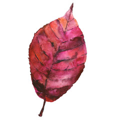 осенние листья акварели - 223299196