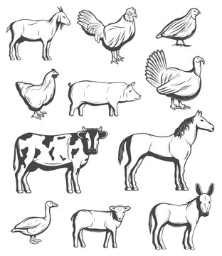 Cattle farm animals and birds