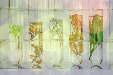 Double exposure Small plants in test tube for biotechnology