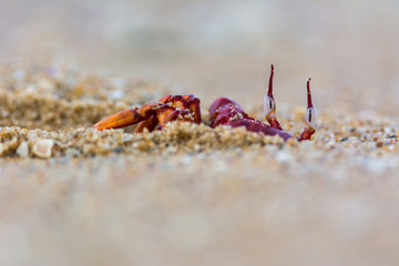 Red Crab