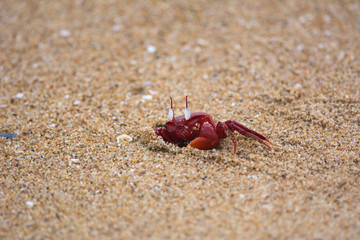 Red Crab