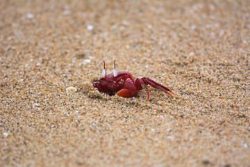 Red Crab