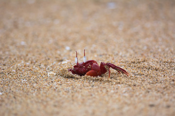 Red Crab