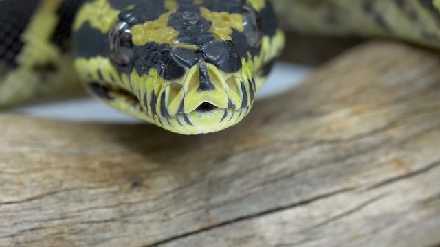 Macro close-up of a ball python snake looking into the camera while sticking out its forked blue tongue to smell the air