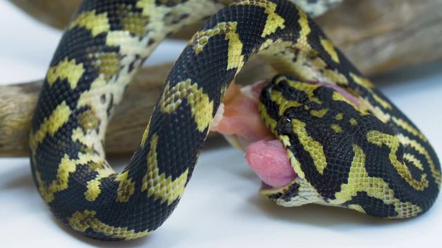 Close-up of a snake eating a small mouse