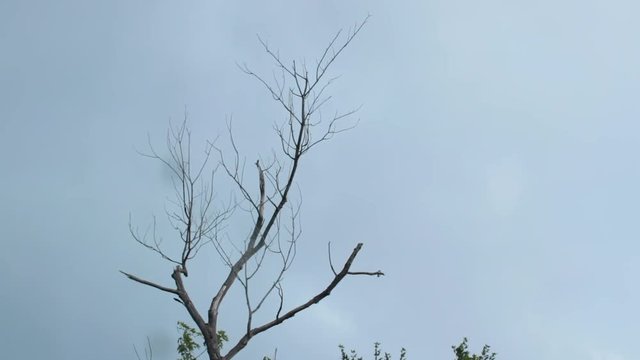Creepy dead branch in overcast sky