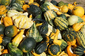 kleine K&uuml;rbisse im Herbst