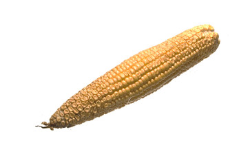 corn isolated on white background