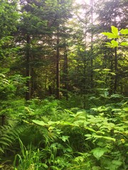 Summer forest landcspe