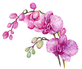Branch pink Orchid. Watercolor hand painting. Isolated flower on white background © mitrushova