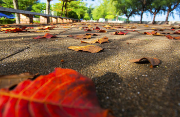 The leaves, Terminalia catappa drop on the floor look beautiful patterns
