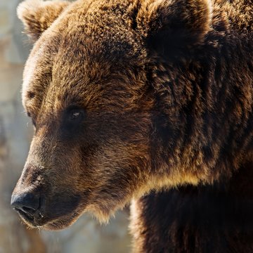 Grizzly Bear Portrait