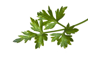 parsley isolated on white background