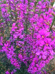 Purple garden flowers