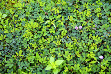 Mimosa flowers blooming in the morning to look beautiful