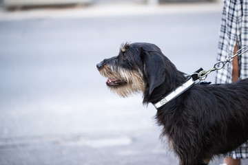 Schnauzer dog on a leash