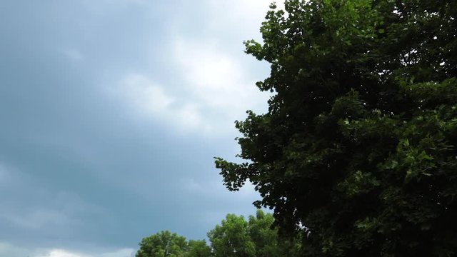 Long pan storm clouds behind top of trees