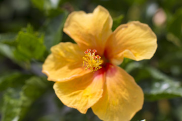 Flor amarela no jardim - flower yellow in garden