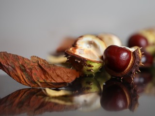 Several ripened chestnut fruits in lying on the table
