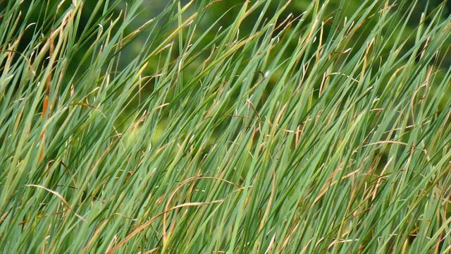 Grass moving in a light breeze..