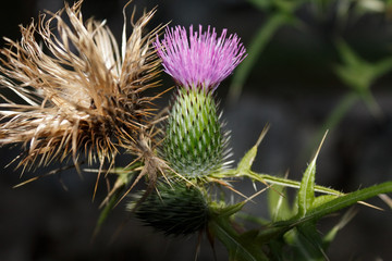 A thistle on a branch from the side with a narrow focus.