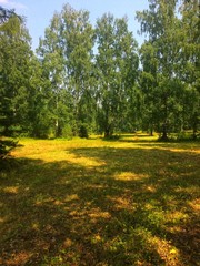 Obraz premium Sunny summer forest landcspe