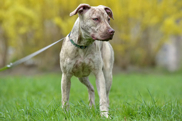 Puppy pit bull terrier 6 months old