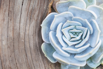 arrangement of succulents or cactus succulents