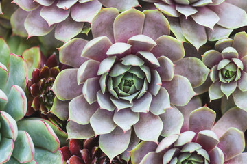 arrangement of succulents or cactus succulents
