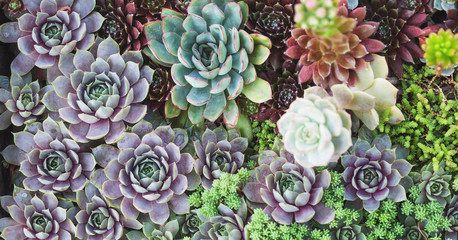 arrangement of succulents or cactus succulents