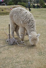 lama in cusco © hanahsch