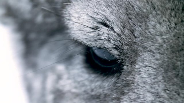 Extreme macro close-up of chinchilla nose and tilt up to eye