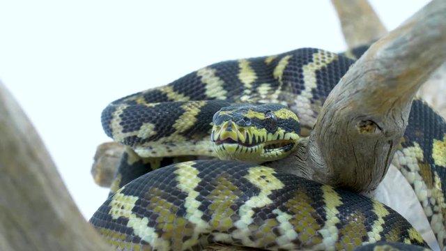Close-up of a python snake slithering over a wooden branch on a white background