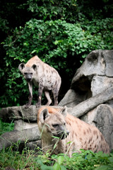 Wildlife of  Hyena in the zoo at Thailand