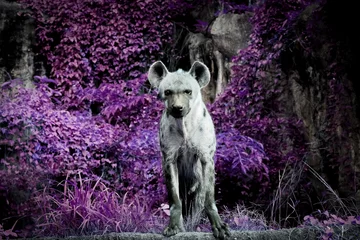 Foto op Aluminium Wild van hyena& 39 s in de dierentuin in Thailand © visa