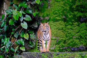 Fototapeta na wymiar Bengal Tiger in forest show head and leg