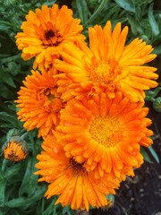 Yellow garden flowers calendula