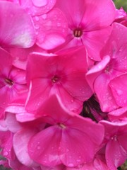 Pink garden flowers background