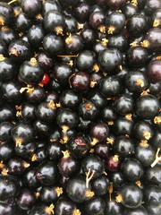 Black berries currant background