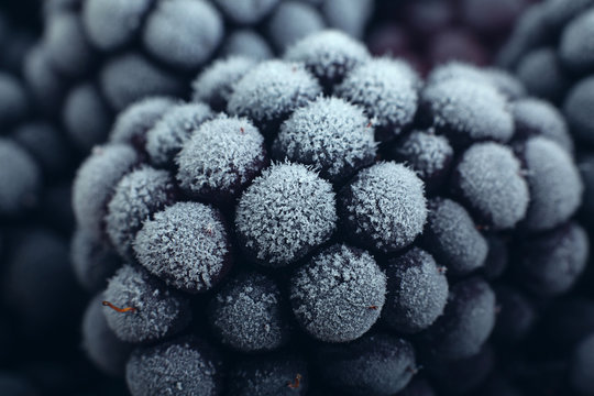 Blackberry fruit frozen