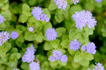 紫色の花　アゲランタム