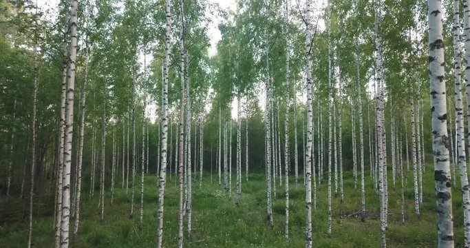 Silver birch trees