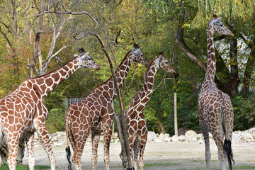 Giraffen im Zoo