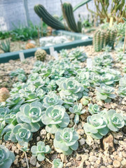 Succulent Plant Echeveria Elegans at cactus farm