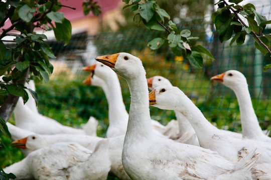 Group of geese in a farm. Village
