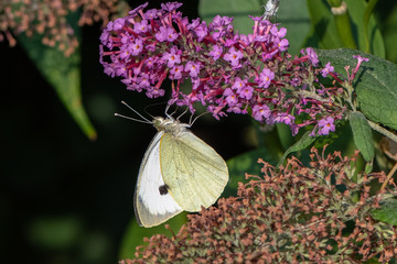 Pieris brassicae, Cabbage White Butterfly on flower