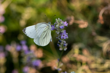 Fototapeta premium Pieris brassicae, Cabbage White Butterfly on flower