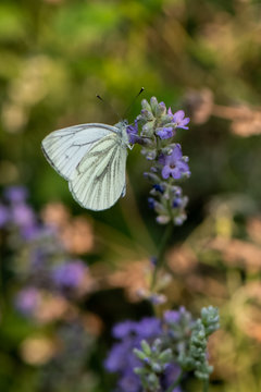 Pieris brassicae, Cabbage White Butterfly on flower