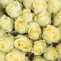 white roses background
