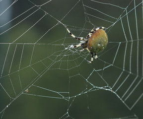 Macro of a Shamrock Orb Spider